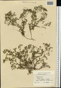 Scleranthus annuus L., Eastern Europe, Central region (E4) (Russia)
