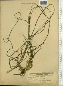 Phyllospadix juzepczukii Tzvelev, Siberia, Russian Far East (S6) (Russia)