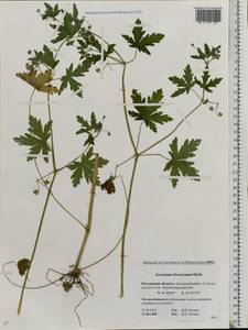 Geranium divaricatum Ehrh., Eastern Europe, Rostov Oblast (E12a) (Russia)