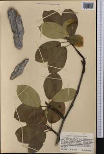 Populus suaveolens Fisch., Siberia, Russian Far East (S6) (Russia)
