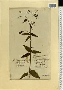 Epilobium montanum L., Eastern Europe, Lithuania (E2a) (Lithuania)