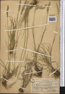 Koeleria pyramidata (Lam.) P.Beauv., Middle Asia, Western Tian Shan & Karatau (M3) (Kazakhstan)