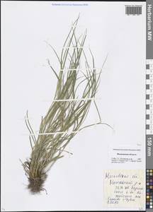 Carex, Eastern Europe, Moscow region (E4a) (Russia)