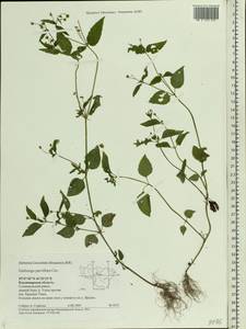 Galinsoga parviflora Cav., Eastern Europe, Central region (E4) (Russia)