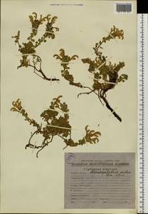 Dracocephalum palmatum Steph. ex Willd., Siberia, Chukotka & Kamchatka (S7) (Russia)