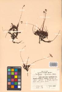 Saxifraga bronchialis subsp. bronchialis, Siberia, Russian Far East (S6) (Russia)