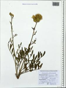 Centaurea salonitana Vis., Caucasus, Krasnodar Krai & Adygea (K1a) (Russia)