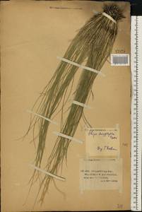 Stipa dasyphylla (Lindem.) Czern. ex Trautv., Eastern Europe, Lower Volga region (E9) (Russia)