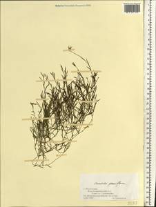 Chondrilla pauciflora Ledeb., Eastern Europe, Lower Volga region (E9) (Russia)