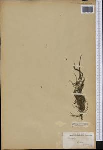 Potamogeton, America (AMER) (United States)