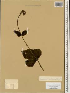 Valeriana alliariifolia Adams, Caucasus, Stavropol Krai, Karachay-Cherkessia & Kabardino-Balkaria (K1b) (Russia)