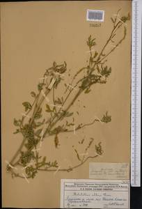Melilotus albus Medik., Middle Asia, Dzungarian Alatau & Tarbagatai (M5) (Kazakhstan)