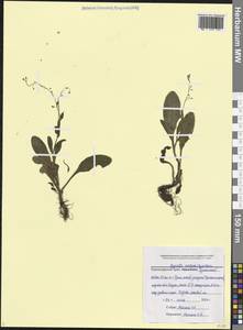 Myosotis dissitiflora Baker, Caucasus, Black Sea Shore (from Novorossiysk to Adler) (K3) (Russia)