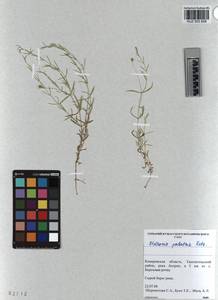 KUZ 003 828, Stellaria palustris Ehrh. ex Retz., Siberia, Altai & Sayany Mountains (S2) (Russia)