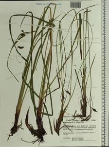 Carex lyngbyei Hornem., Siberia, Chukotka & Kamchatka (S7) (Russia)