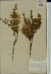 Caragana frutex (L.) K.Koch, Eastern Europe, Eastern region (E10) (Russia)