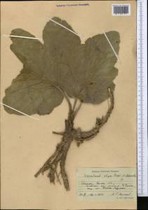 Tetrataenium olgae (Regel & Schmalh.) Manden., Middle Asia, Pamir & Pamiro-Alai (M2) (Kyrgyzstan)