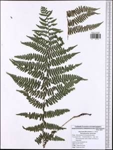 Athyrium filix-femina, Eastern Europe, Central region (E4) (Russia)