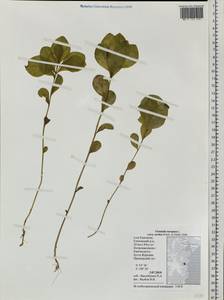 Lysimachia europaea var. arctica (Fisch. ex Hook.), Siberia, Chukotka & Kamchatka (S7) (Russia)