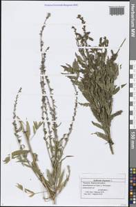 Lythrum virgatum L., Eastern Europe, Middle Volga region (E8) (Russia)