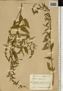Lipandra polysperma (L.) S. Fuentes, Uotila & Borsch, Eastern Europe, Eastern region (E10) (Russia)