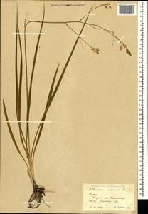 Anthericum ramosum L., Crimea (KRYM) (Russia)