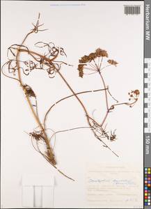 Cenolophium fischeri (Spreng.) W.D.J.Koch, Siberia, Altai & Sayany Mountains (S2) (Russia)