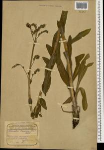 Solenanthus stamineus (Desf.) Wettst., Caucasus, Azerbaijan (K6) (Azerbaijan)