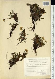 Dryas octopetala subsp. punctata (Juz.) Hultén, Siberia, Chukotka & Kamchatka (S7) (Russia)
