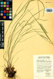 Phleum pratense L., Siberia, Baikal & Transbaikal region (S4) (Russia)