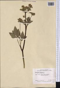 Ligusticum scoticum L., America (AMER) (Canada)