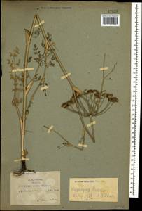 Astrodaucus orientalis (L.) Drude, Caucasus, Armenia (K5) (Armenia)