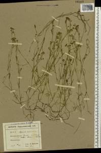 Cynanchica pyrenaica subsp. cynanchica (L.) P.Caputo & Del Guacchio, Eastern Europe, North Ukrainian region (E11) (Ukraine)