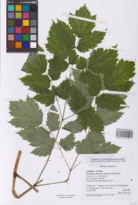 Actaea spicata L., Eastern Europe (no precise locality) (E0)