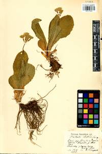 Primula elatior subsp. pallasii (Lehm.) W. W. Sm. & Forrest, Siberia, Altai & Sayany Mountains (S2) (Russia)