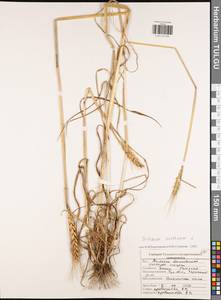 Triticum aestivum L., Eastern Europe, Central region (E4) (Russia)