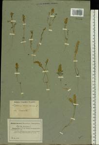 Alyssum turkestanicum Regel & Schmalh. ex Regel, Eastern Europe, Lower Volga region (E9) (Russia)