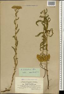 Achillea arabica Kotschy, Caucasus, Georgia (K4) (Georgia)