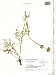 Jurinea cyanoides (L.) Rchb., Eastern Europe, Central region (E4) (Russia)