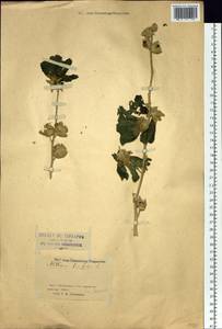 Alcea froloviana (Litv.) Iljin, Siberia, Western (Kazakhstan) Altai Mountains (S2a) (Kazakhstan)