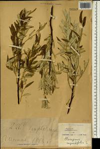 Elaeagnus angustifolia, South Asia, South Asia (Asia outside ex-Soviet states and Mongolia) (ASIA) (China)