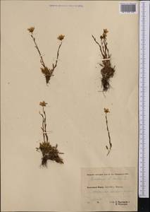 Saxifraga hirculus L., Middle Asia, Pamir & Pamiro-Alai (M2) (Tajikistan)