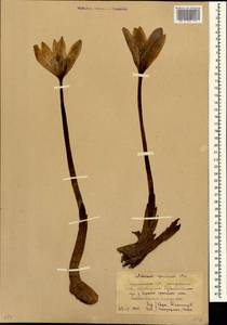 Colchicum speciosum Steven, Caucasus, Georgia (K4) (Georgia)