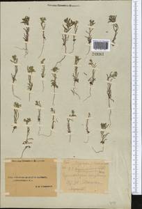 Lappula microcarpa (Ledeb.) Gürke, Middle Asia, Syr-Darian deserts & Kyzylkum (M7) (Uzbekistan)