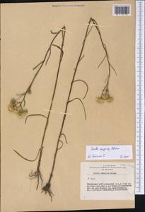 Pentanema caspicum (F. K. Blum ex Ledeb.) G. V. Boiko, Korniy. & Mosyakin, Siberia, Altai & Sayany Mountains (S2) (Russia)