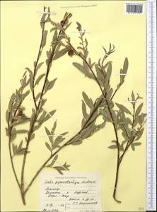 Salix pycnostachya Anderss., Middle Asia, Pamir & Pamiro-Alai (M2) (Tajikistan)