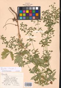 Potentilla intermedia L., Eastern Europe, Moscow region (E4a) (Russia)