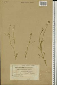 Stellaria palustris (Murray ex Ehrh.) Hoffm., Eastern Europe, Belarus (E3a) (Belarus)