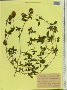 Trifolium diffusum Ehrh., Eastern Europe, Rostov Oblast (E12a) (Russia)