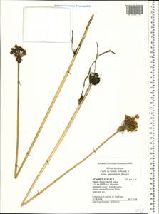 Allium decipiens subsp. quercetorum Seregin, Crimea (KRYM) (Russia)